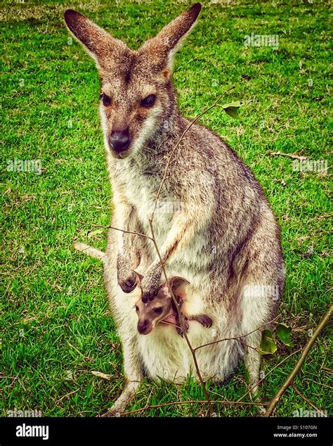 kangaroo pouch purse|kangaroo carry baby in pouch.